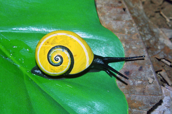 Polymita picta nigrolimbata Baracoae